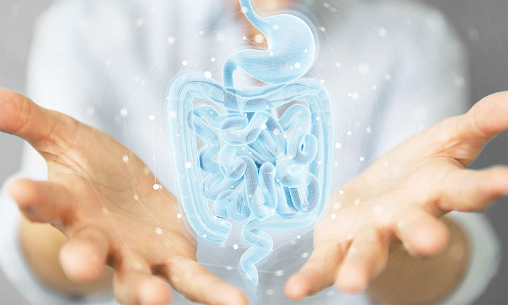 LEAKY GUT: MIKROBIOTA UNTER DER LUPE