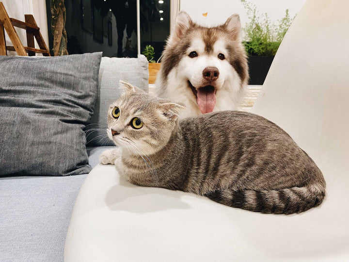 Hund und Katze: die besten Calciumlieferanten für deinen Liebling