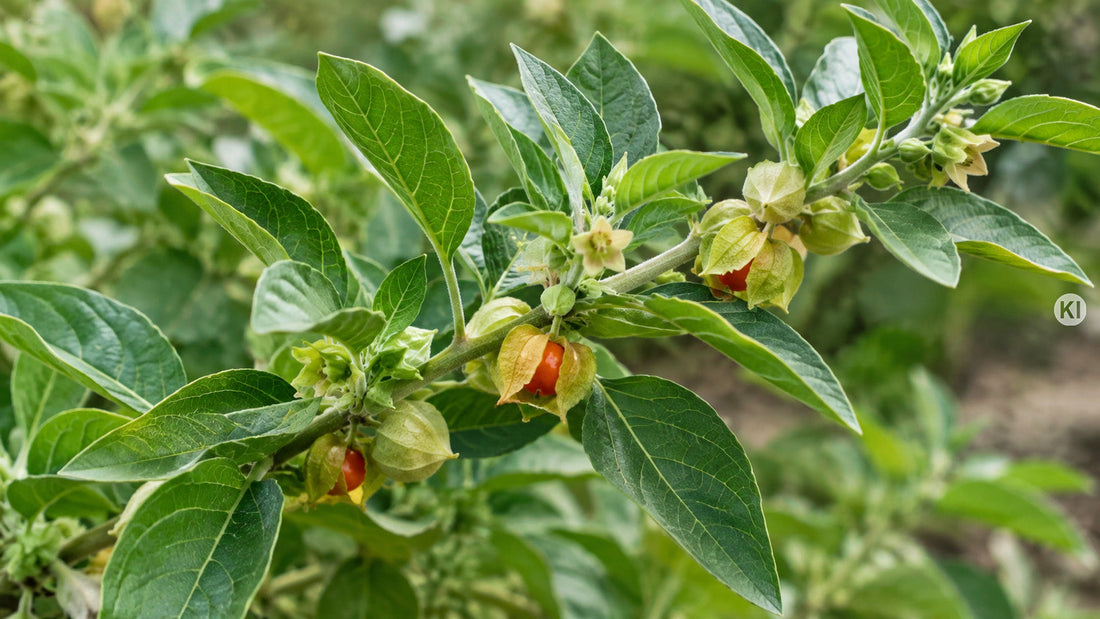 Adaptogene im Check: Ashwagandha, Rhodiola & Co.