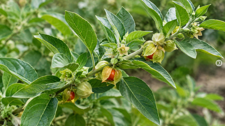 Adaptogene im Check: Ashwagandha, Rhodiola & Co.