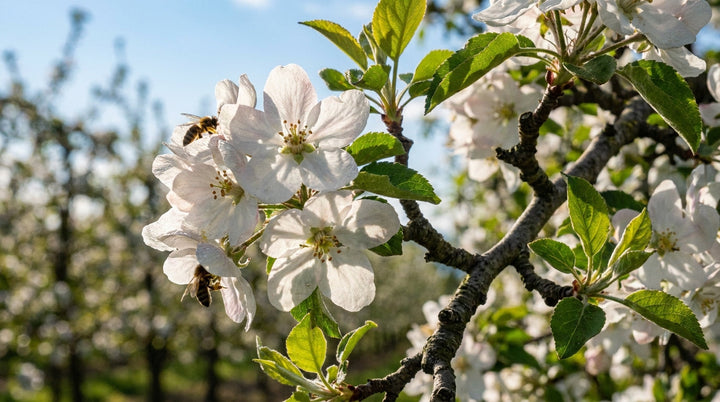Antioxidantien im Frühling: Schutz vor oxidativem Stress?
