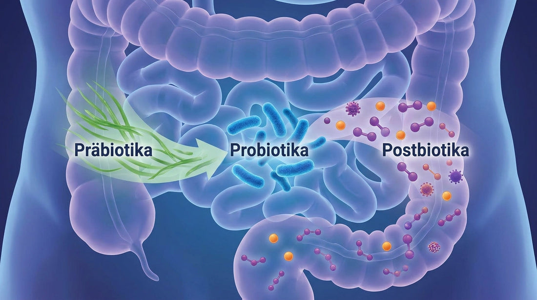Postbiotika: Die nächste Stufe der Darmgesundheit?