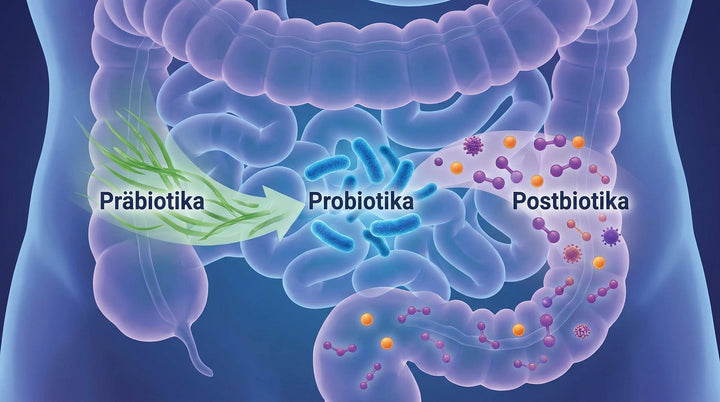 Postbiotika: Die nächste Stufe der Darmgesundheit?