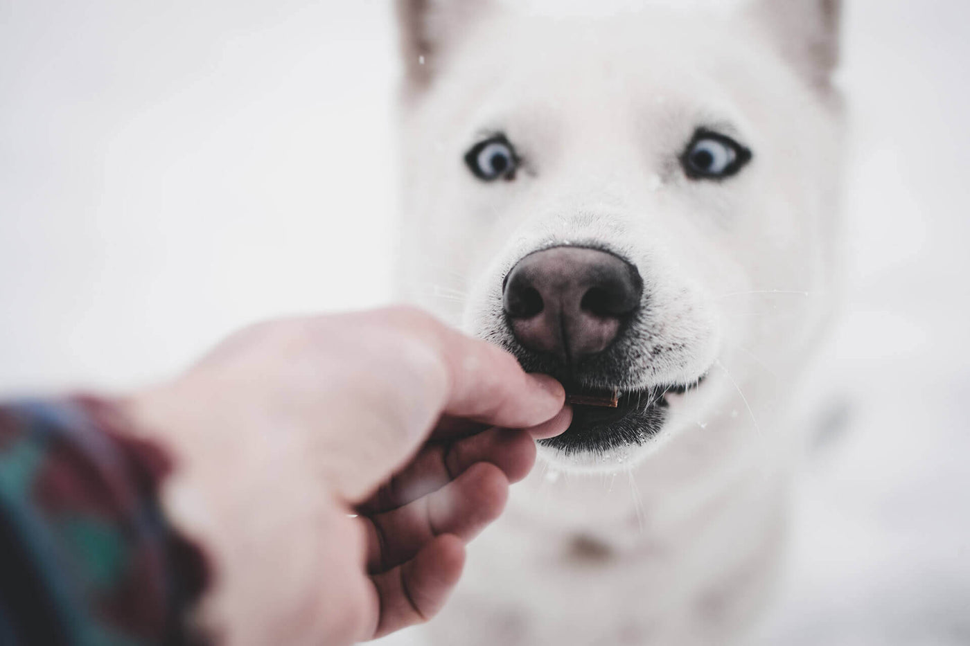Akazienfasern: Ballaststoffe für den Hund