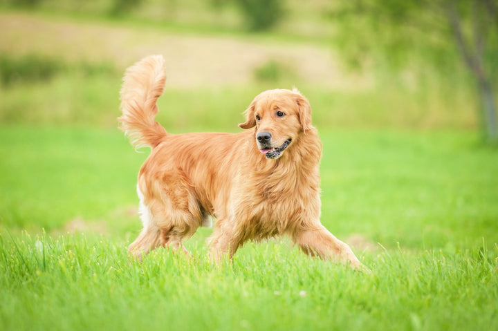 Darmsanierung beim Hund: 3 Schritte zur ernährungsphysiologischen Unterstützung der Darmflora