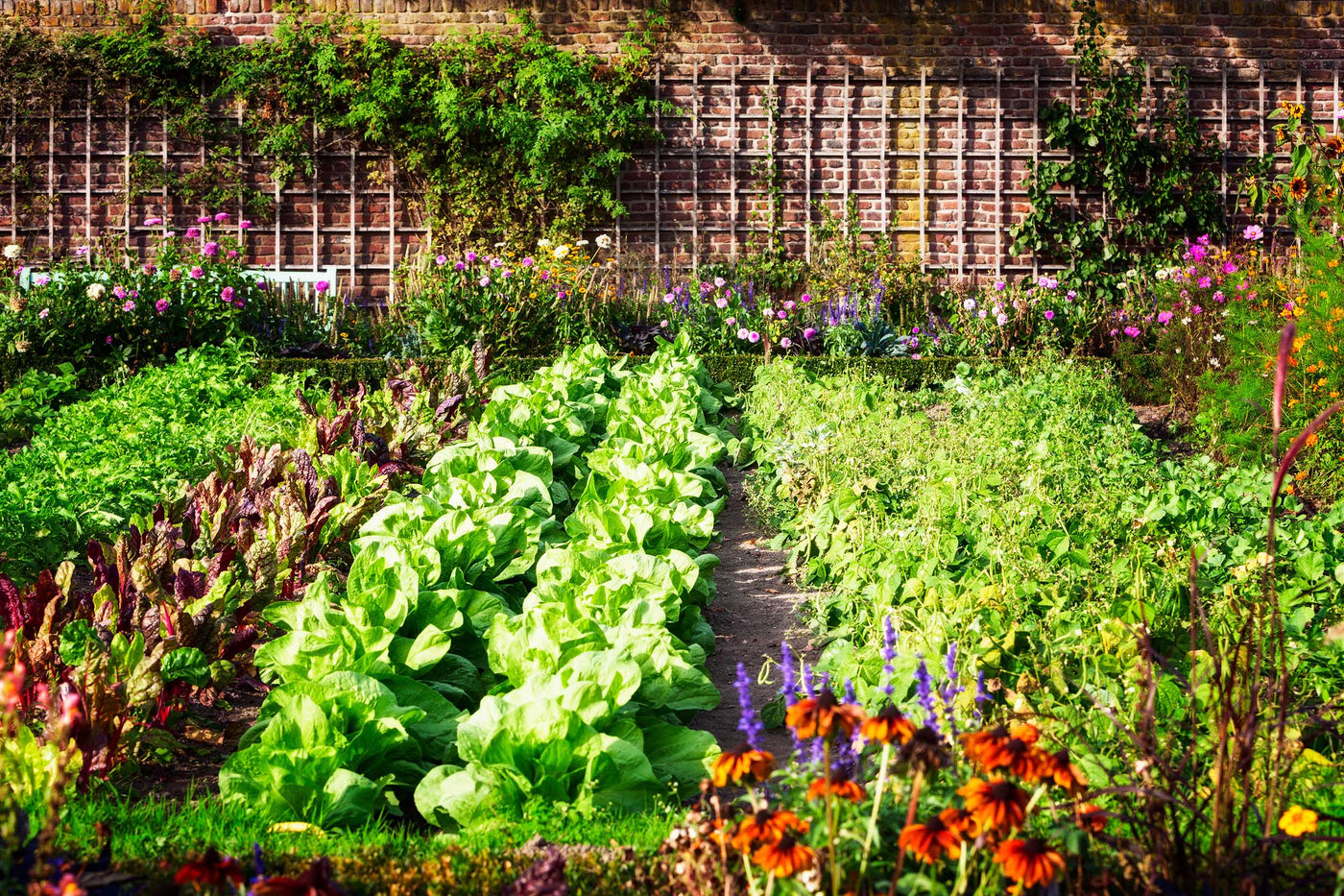 Nährstoffe aus dem eigenen Garten - die besten Tipps für den Start