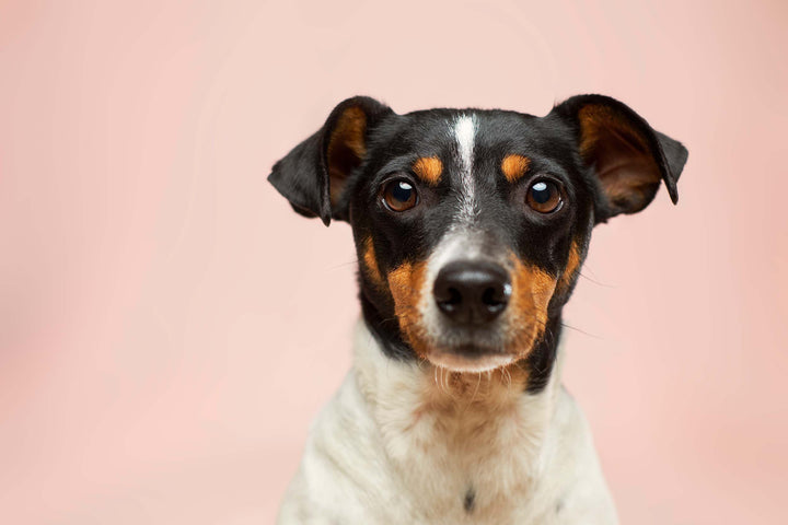 Wie sinnvoll sind Probiotika für Hunde?